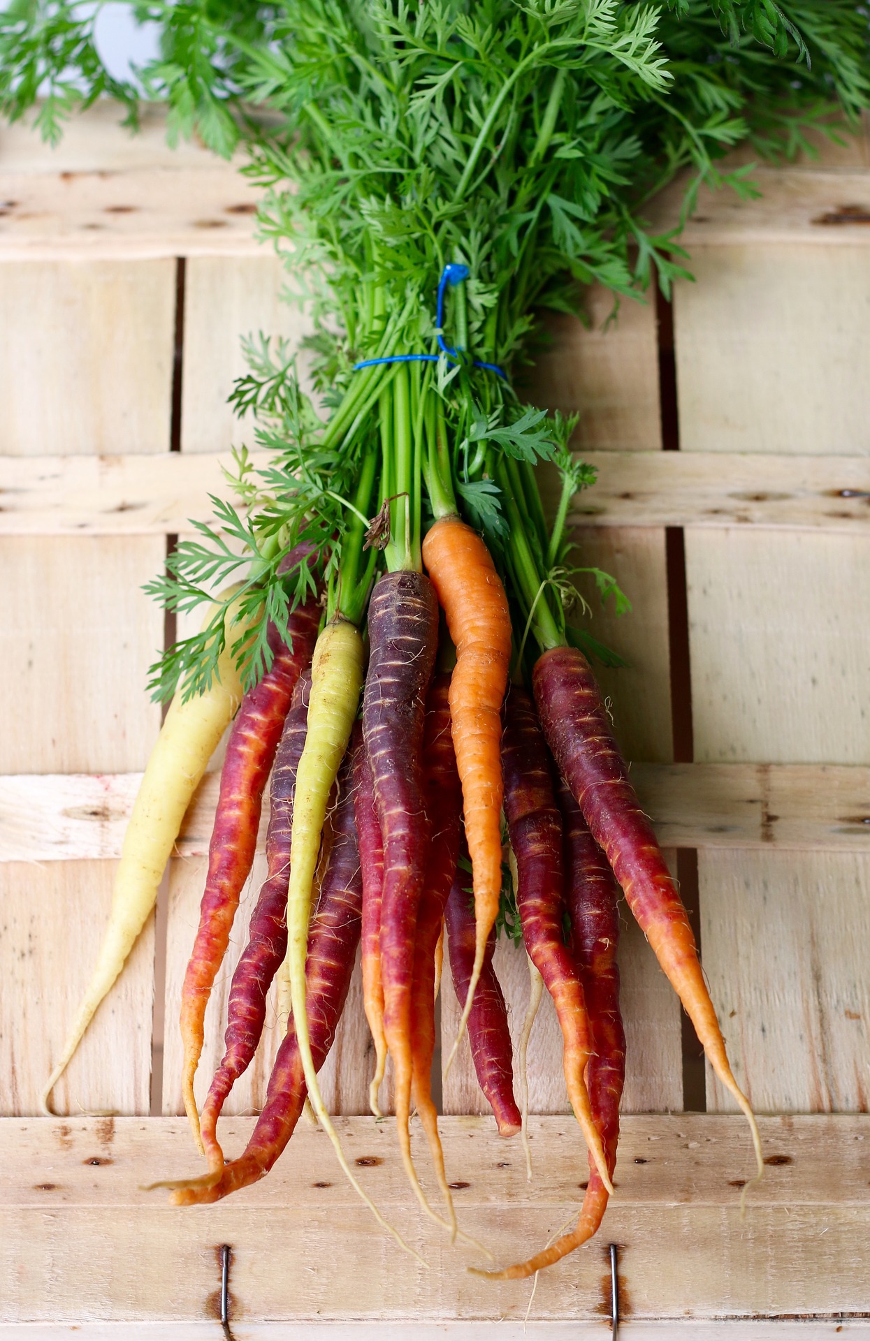 carrots-2608611_1920.jpg
