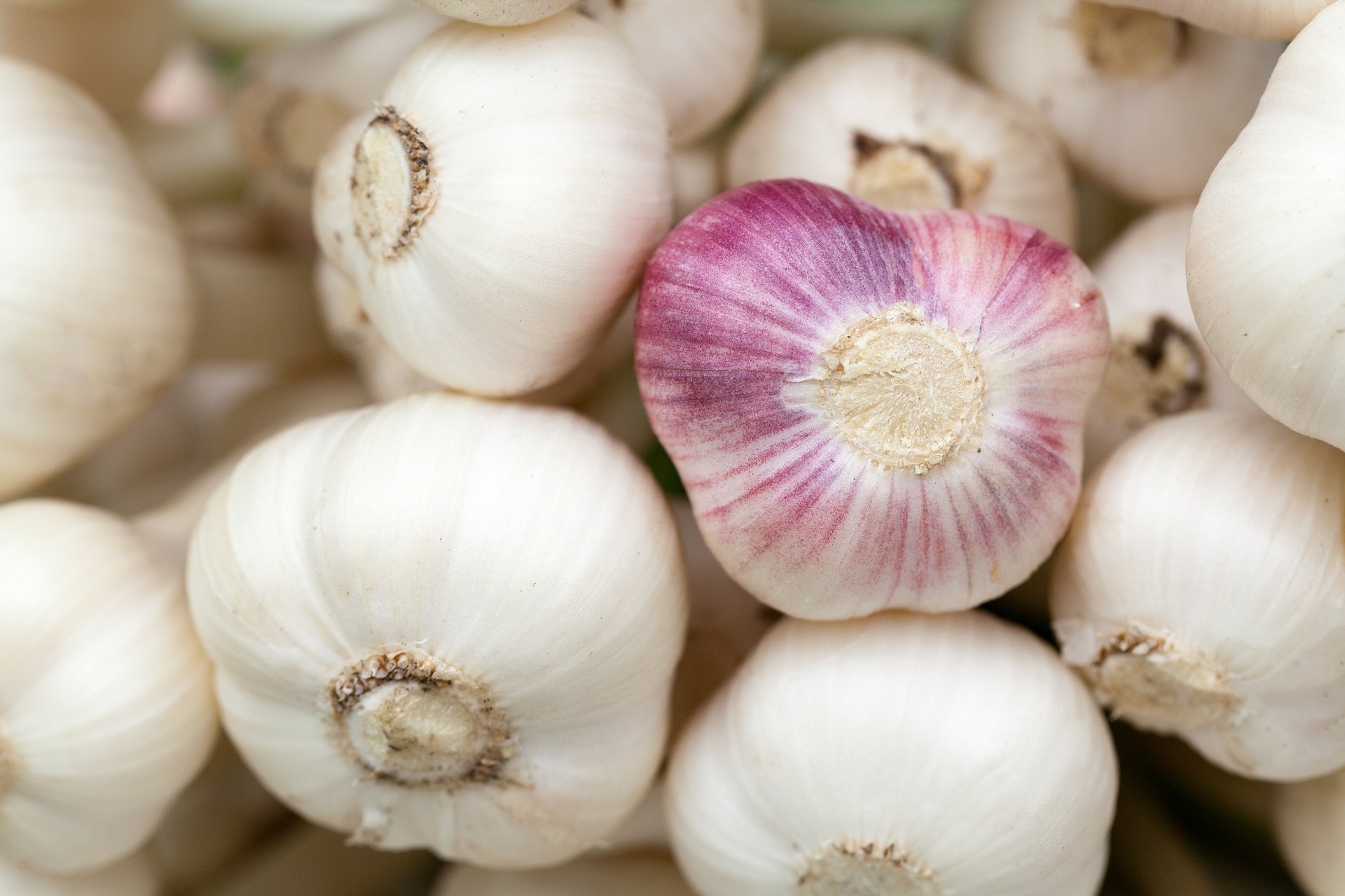 garlic-84691_1920.jpg
