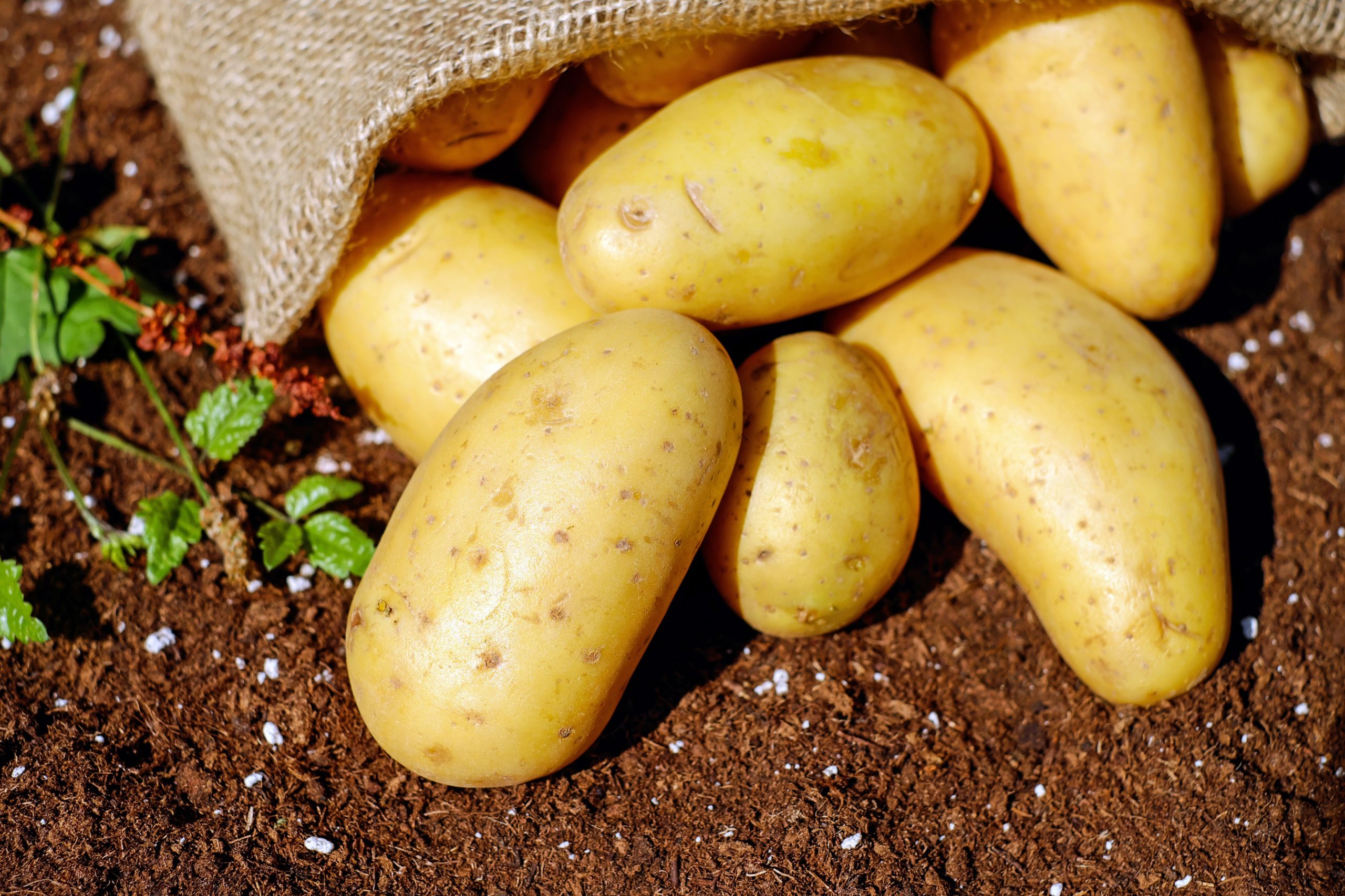 potatoes-144248-scaled.jpg